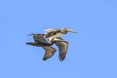 Pelecanus occidentalis