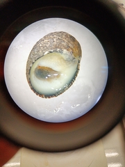 Nerita funiculata