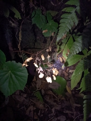 Begonia urophylla