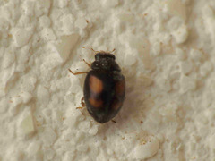 Nephus redtenbacheri