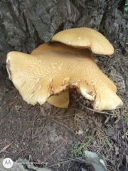 Gymnopilus junonius
