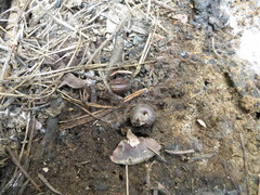 Monadenia mormonum loweana