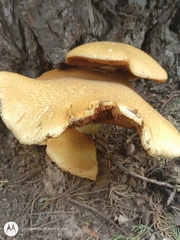 Gymnopilus junonius