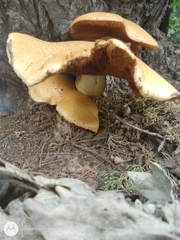 Gymnopilus junonius