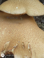 Gymnopilus junonius