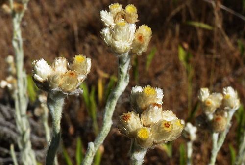 Gnaphalium cabrerae