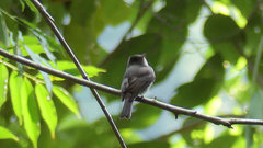 Contopus cinereus