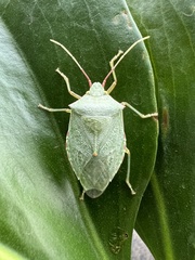 Chlorocoris