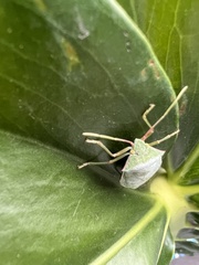 Chlorocoris