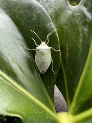 Chlorocoris