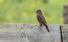 Hirundinea ferruginea