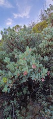 Arctostaphylos peninsularis