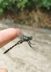 Onychothemis testacea
