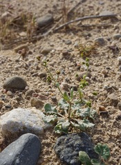 Eriogonum viridescens