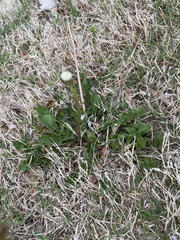 Taraxacum erythrospermum