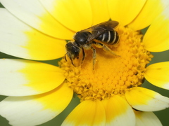 Halictus
