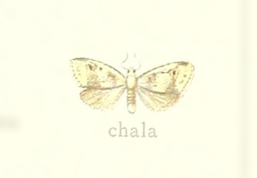 Clemensia chala · iNaturalist
