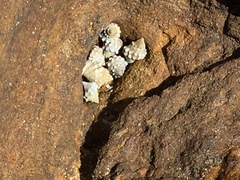 Nodilittorina pyramidalis