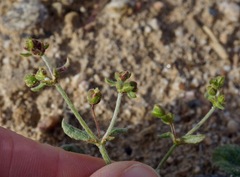 Eriogonum viridescens