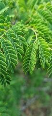 Senegalia erubescens