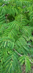 Senegalia erubescens