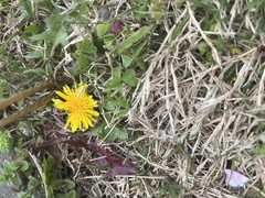 Taraxacum