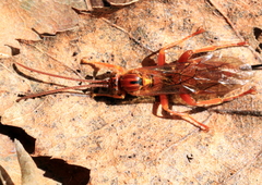 Theronia