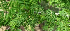 Senegalia erubescens