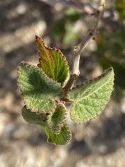 Acalypha californica