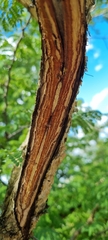 Senegalia erubescens