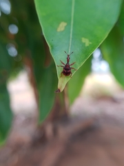 Strigapoderus tranquebaricus
