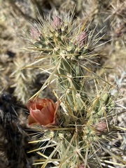 Cylindropuntia sanfelipensis