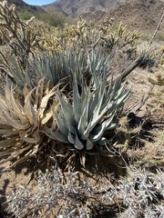 Agave deserti