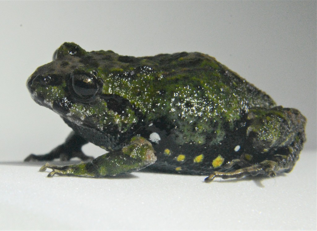 Shy Robber Frog