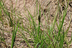 Carex simpliciuscula