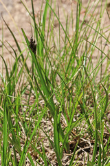 Carex simpliciuscula