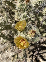 Cylindropuntia sanfelipensis
