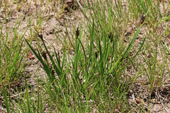 Carex simpliciuscula