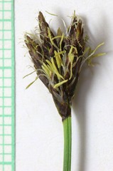 Carex simpliciuscula