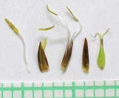 Carex simpliciuscula