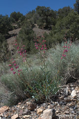 Penstemon floridus floridus