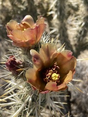 Cylindropuntia sanfelipensis