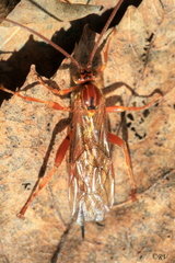 Theronia