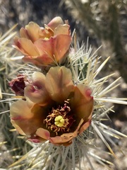 Cylindropuntia sanfelipensis