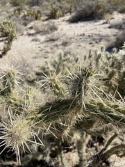 Cylindropuntia sanfelipensis