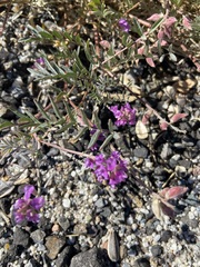 Astragalus palmeri