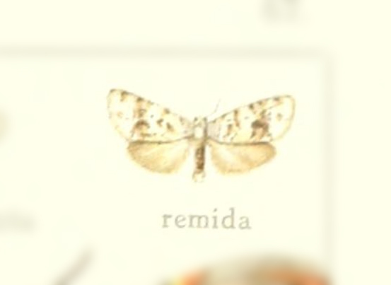 Clemensia remida