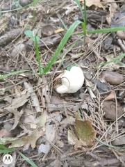 Agaricus arvensis