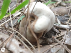 Agaricus arvensis