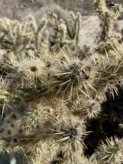 Cylindropuntia sanfelipensis